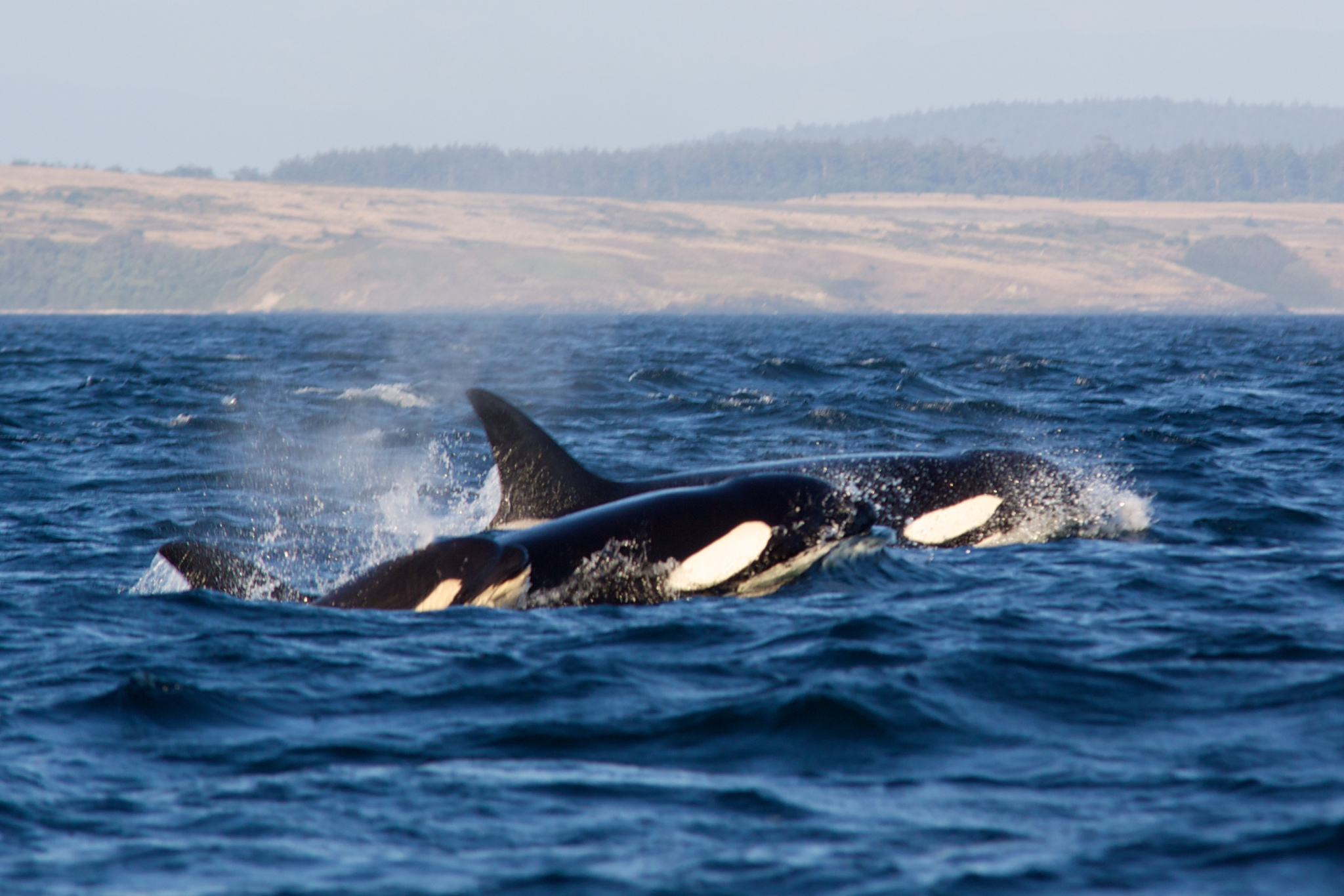 orca whales off san juan island