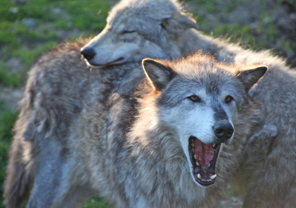 gray wolves