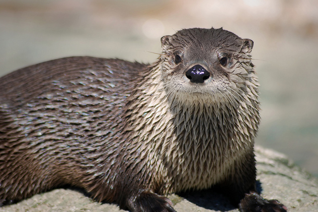 river otter