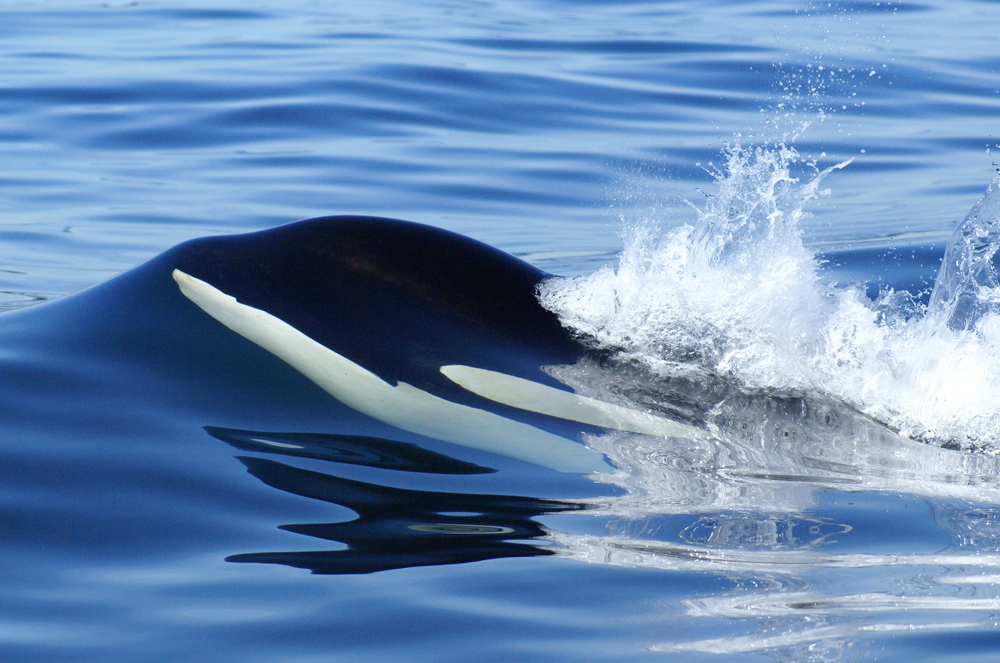 orca whale surfacing