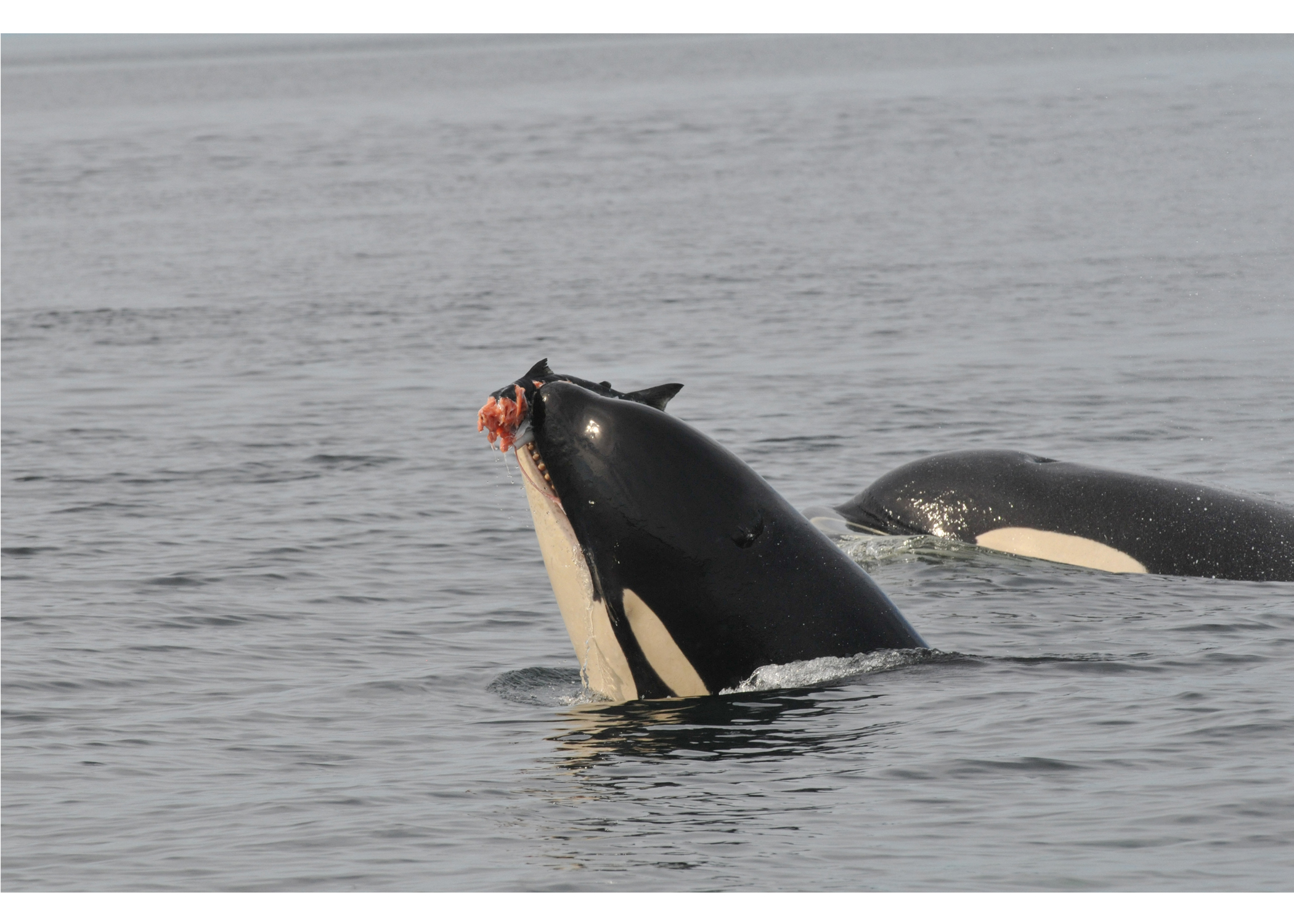 orca with salmon